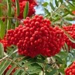 Sorbus americana Fruit