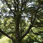 Nothofagus solandri Casca