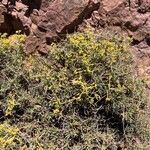 Bupleurum spinosum Flower