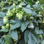 Humulus lupulusYaprak