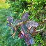 Rubus bertramii Blad