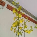 Cyrtopodium andersonii Çiçek