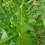 Taraxacum cucullatiforme 葉