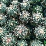 Echinocactus texensis 葉