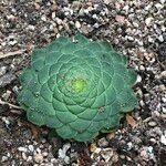 Aeonium tabulaeforme Хабит