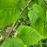 Betula alleghaniensis 葉