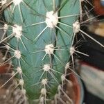 Pachycereus pecten-aboriginum Hoja