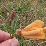 Oenothera stricta Blüte