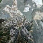 Bryophyllum delagoense Vekstform