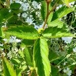 Rubus argutus Leaf