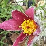Anemone rubra Květ