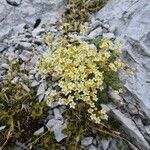 Saxifraga squarrosa Floare