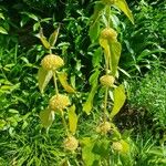 Phlomis russelianaBlüte