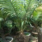 Cycas rumphii ᱥᱟᱠᱟᱢ