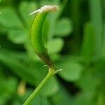 Astragalus crenatus Ffrwyth