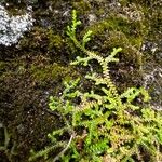 Selaginella helvetica ഇല