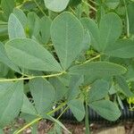 Baptisia australis Blad