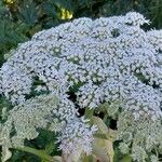 Heracleum mantegazzianumЦветок