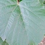 Tilia tomentosa Leaf