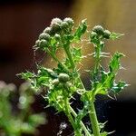 Cirsium arvense Annet