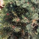 Taxus baccataMeyve