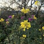Sinapis arvensis Fula