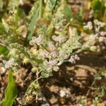 Pseudorlaya pumila പുഷ്പം