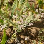 Pseudorlaya pumila Fleur