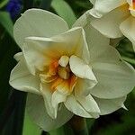 Narcissus spp.