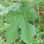 Cecropia peltata Levél