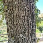 Quercus ithaburensis बार्क (छाल)