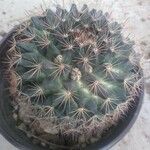 Mammillaria heyderi Fuelha