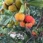 Arbutus unedoMeyve