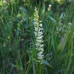 Platanthera dilatata Flor