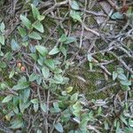 Microgramma vacciniifolia 葉