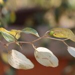 Ziziphus mauritiana Leaf