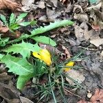 Crocus flavus Blüte