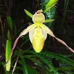 Phragmipedium longifolium Flower