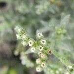 Heliotropium bacciferum Flor