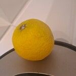 Citrus × limon Фрукт