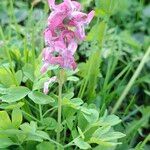 Corydalis solidaVirág