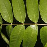 Zanthoxylum setulosum Leht