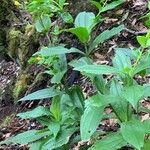 Ixanthus viscosus Hoja