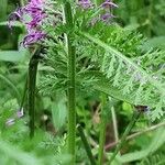 Achillea distans Corteza