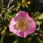 Rosa micrantha Blomma