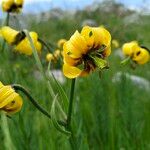 Lilium carniolicum Bloem