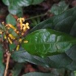 Eumachia coffeosperma Flower