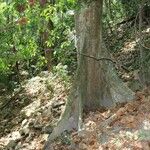 Sterculia apetala Bark