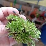 Sagina pilifera পাতা