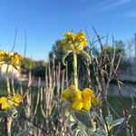 Phlomis fruticosaBlomma